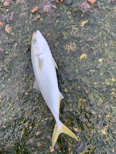 イナダの釣果