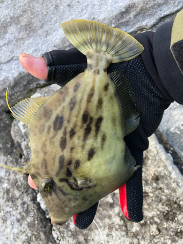 カワハギの釣果