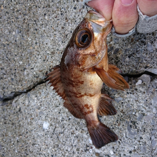 メバルの釣果