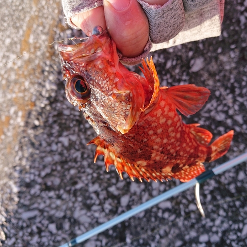 アラカブの釣果