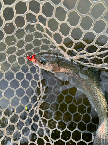 ニジマスの釣果