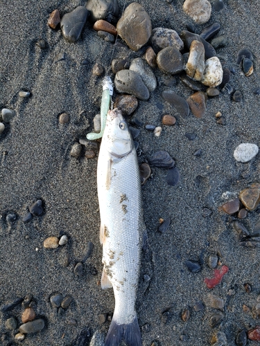 ウグイの釣果