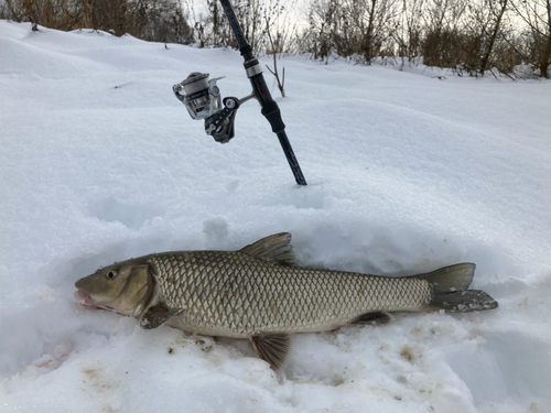 ニゴイの釣果