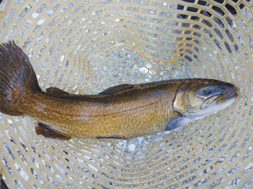 タイガートラウトの釣果