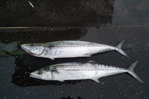 サゴシの釣果