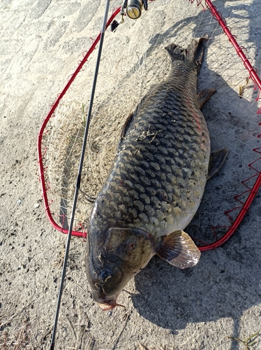 コイの釣果