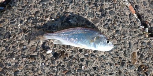 イシモチの釣果