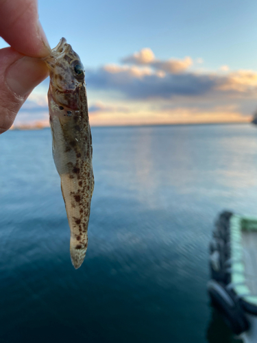 ハゼの釣果