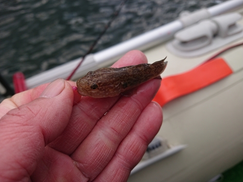 ヨシノボリの釣果