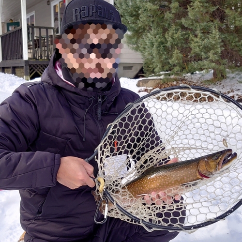 ブルックトラウトの釣果