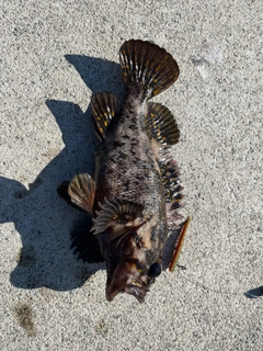 オウゴンムラソイの釣果