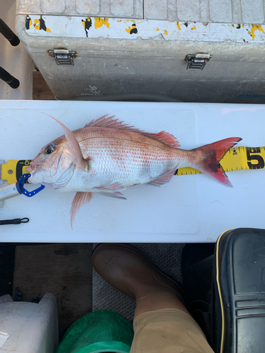 マダイの釣果