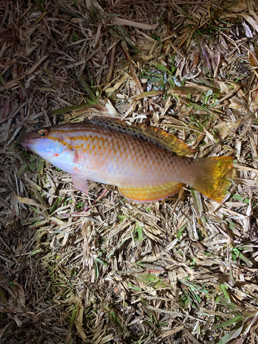 アカササノハベラの釣果