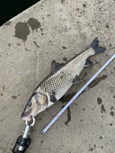 ニゴイの釣果