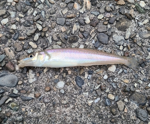 キスの釣果