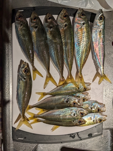 アジの釣果