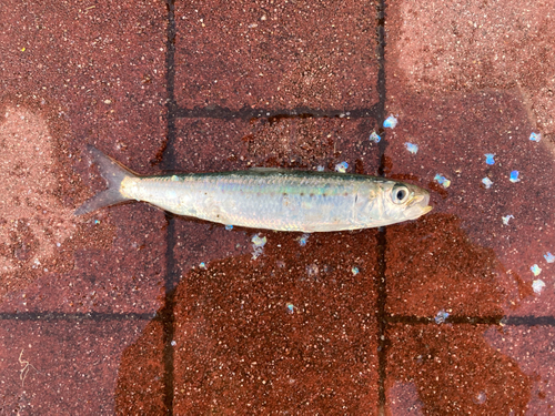 マイワシの釣果