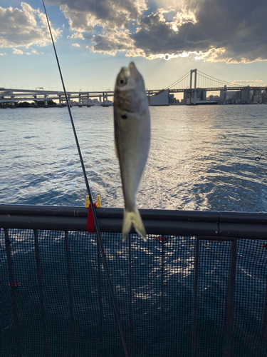 コハダの釣果