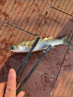 ボラの釣果
