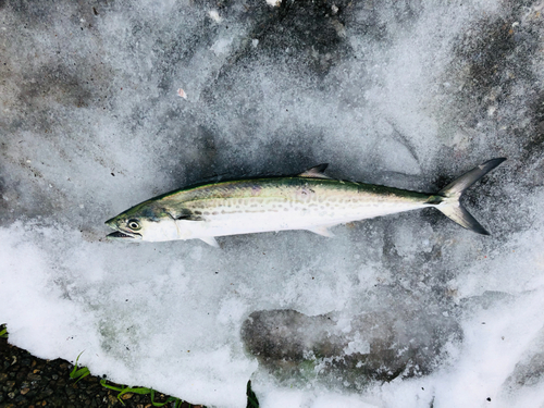 サゴシの釣果