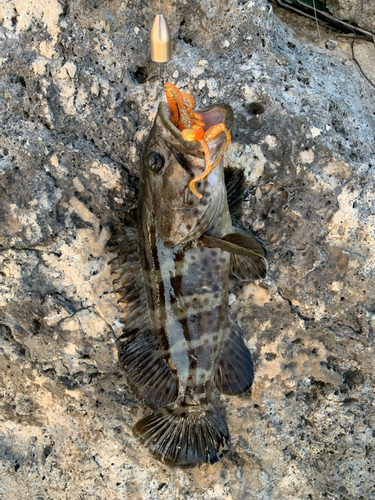 チャイロマルハタの釣果