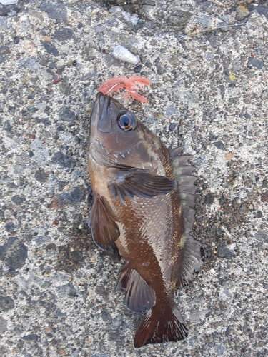 エゾメバルの釣果