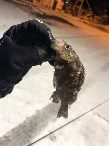 エゾメバルの釣果