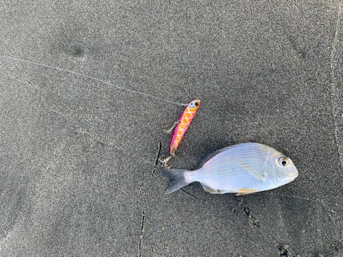 ヘダイの釣果