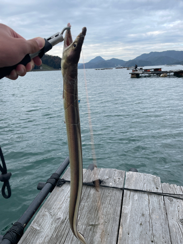 ハモの釣果