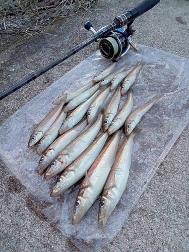 シロギスの釣果