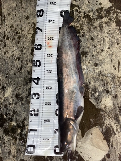 ビワコオオナマズの釣果