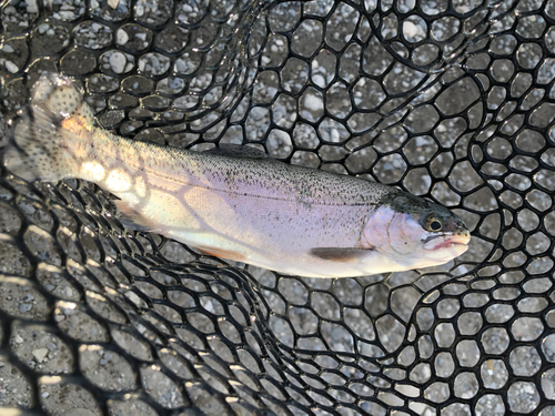 ニジマスの釣果