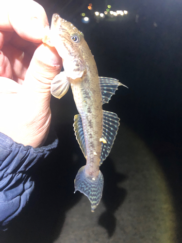 ハゼの釣果