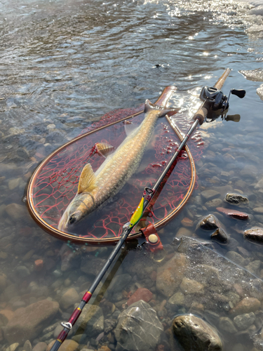 アメマスの釣果