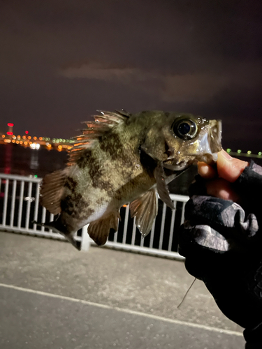 メバルの釣果