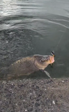 コイの釣果