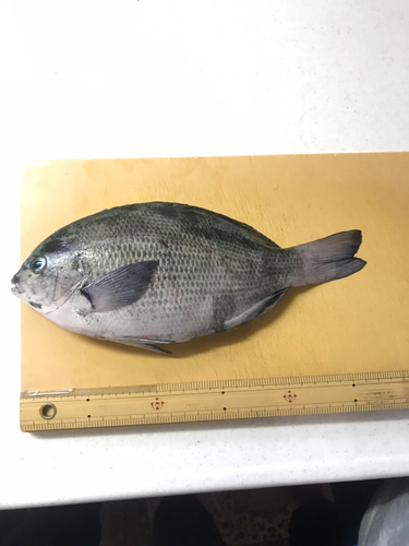 メジナの釣果