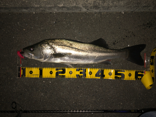 シーバスの釣果