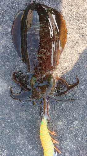 アオリイカの釣果