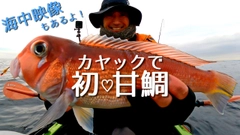 アマダイの釣果