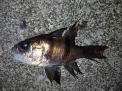 ヨコスジイシモチの釣果