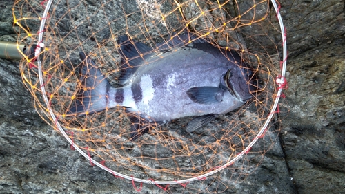 イシダイの釣果