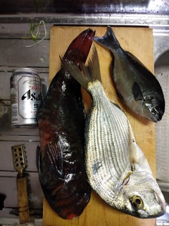 ブダイの釣果