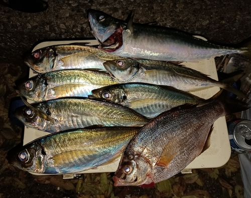 アジの釣果