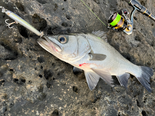 ヒラスズキの釣果