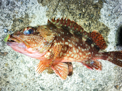 カサゴの釣果