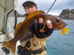 アイナメの釣果