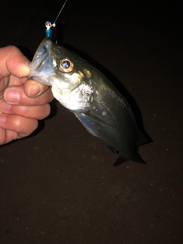 セイゴ（ヒラスズキ）の釣果