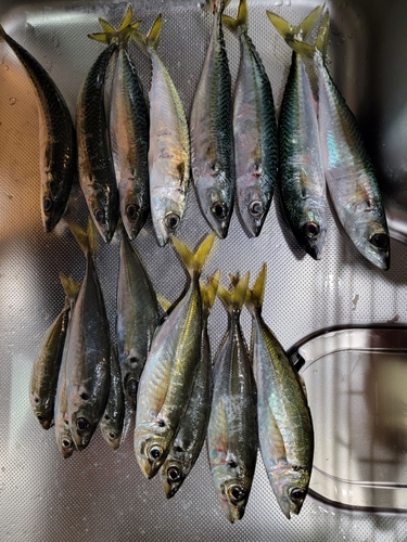 アジの釣果