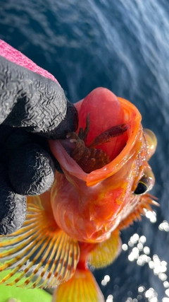 アヤメカサゴの釣果